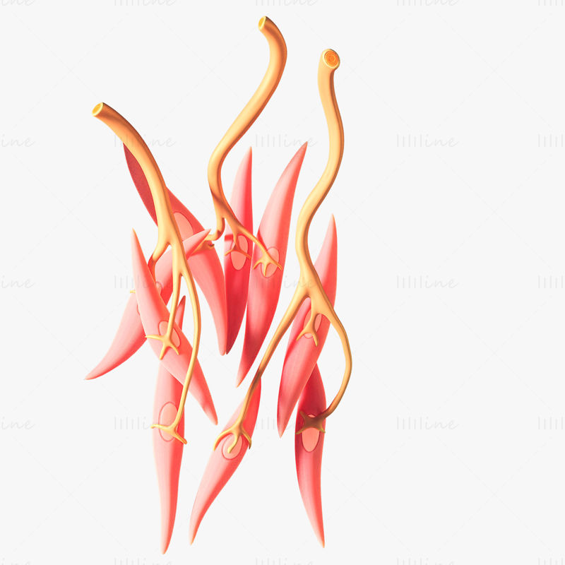 Smooth Muscle Medical Anatomy 3D model