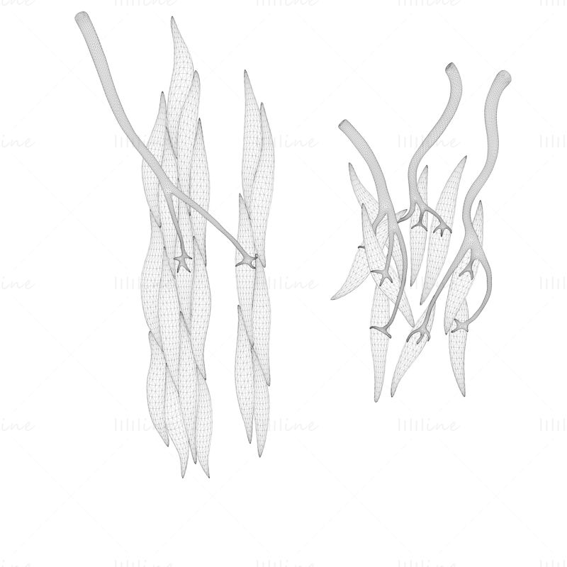 3D model lékařské anatomie hladkého svalstva