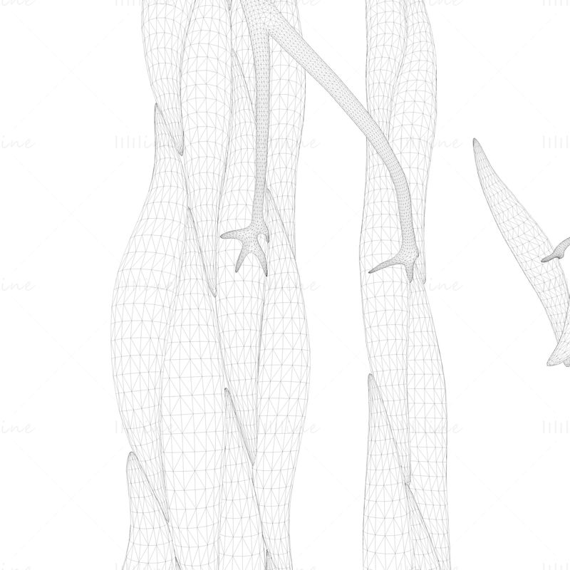 3D модел на медицинска анатомия на гладката мускулатура