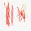 Smooth muscle medical illustration