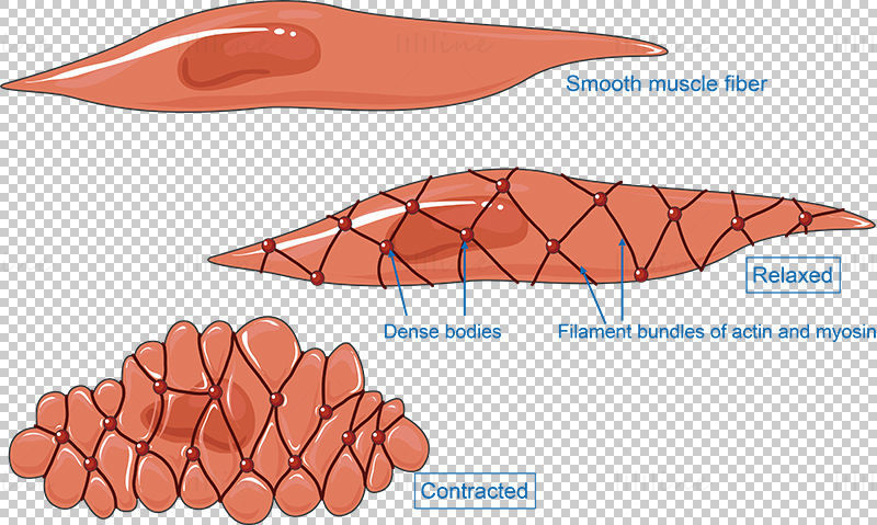 Smooth muscle vector