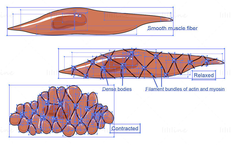 Smooth muscle vector