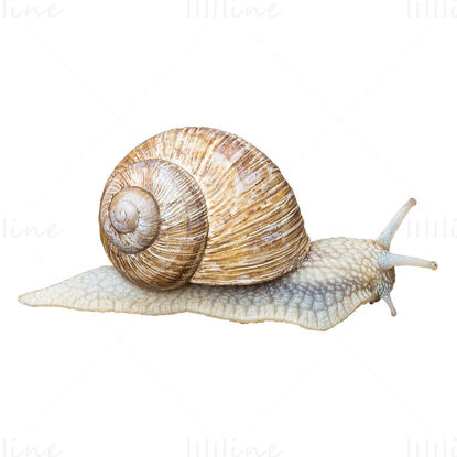 caracol png