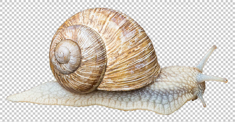 蜗牛 PNG