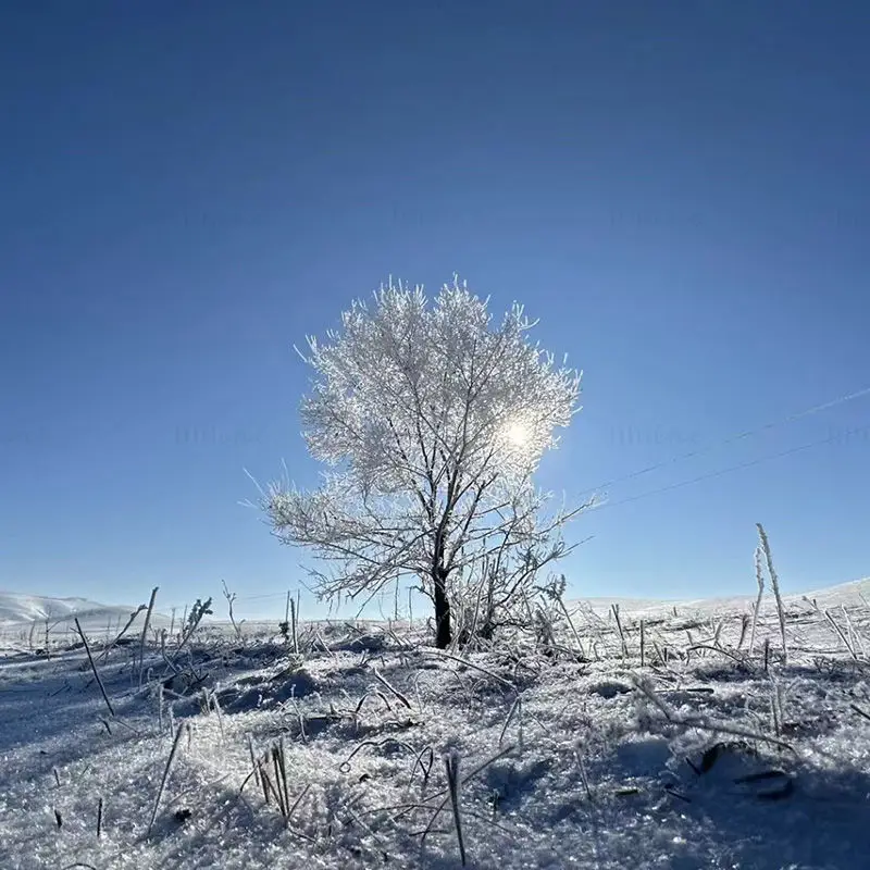 雪の木の画像