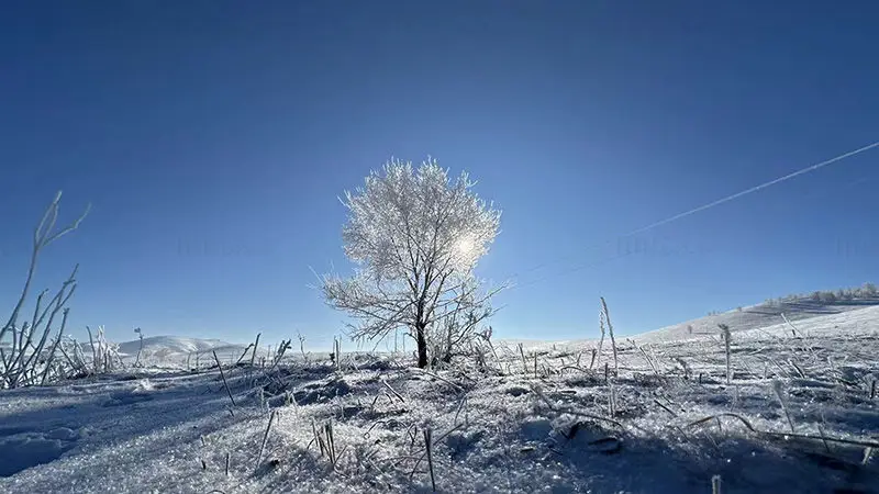 雪の木の画像