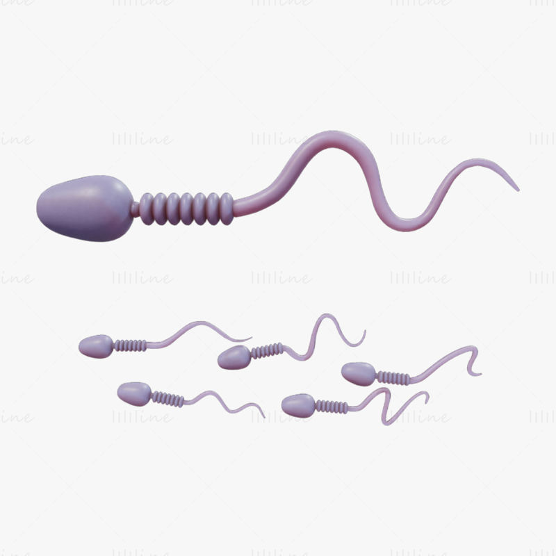 Sperm Cell Anatomy 3D Model