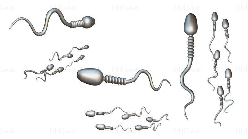 Sperm Cell Anatomy 3D Model
