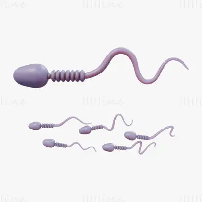 Sperm cell medical illustration