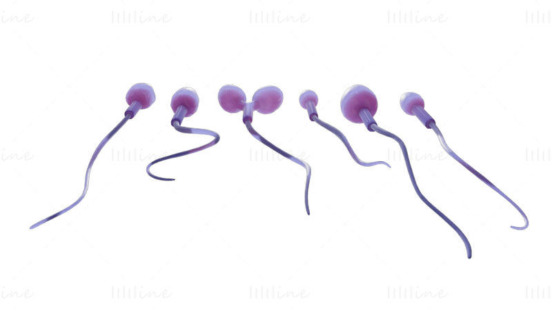 Spermamorfologie 3D-model: normaal en abnormaal