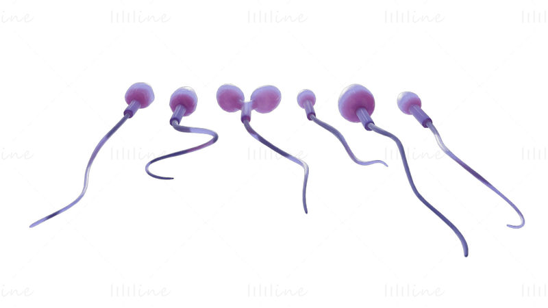 Sperm Morphology 3D Model: Normal and Abnormal