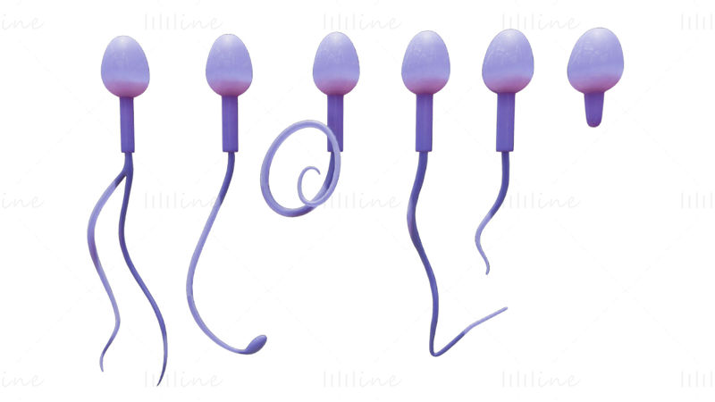 Modèle 3D de morphologie des spermatozoïdes : normal et anormal