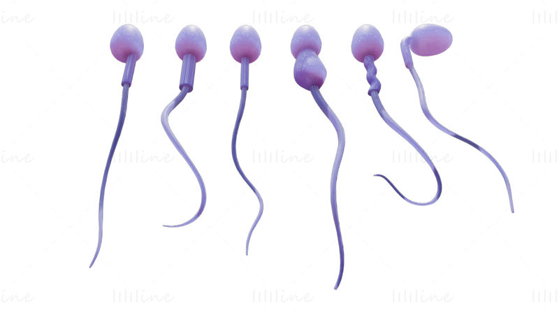Spermamorfologie 3D-model: normaal en abnormaal