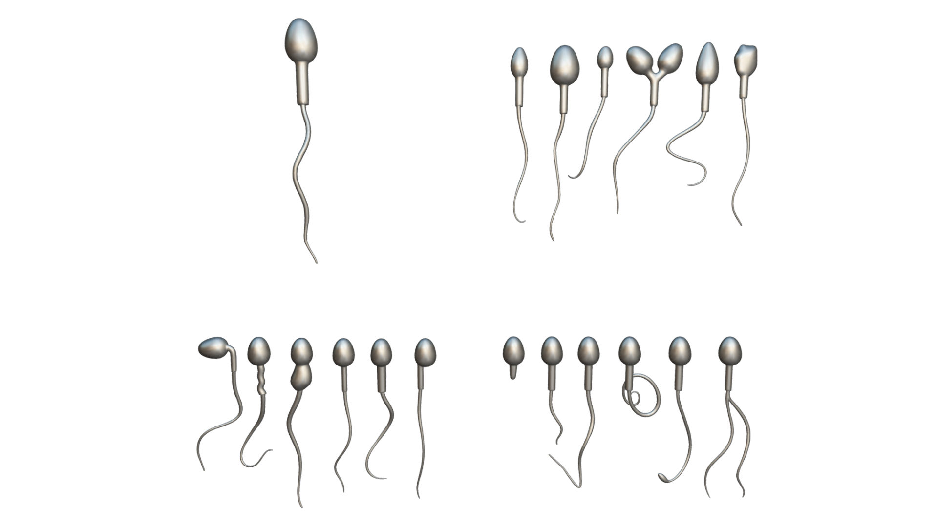 Sperm Morphology 3d Model Normal And Abnormal