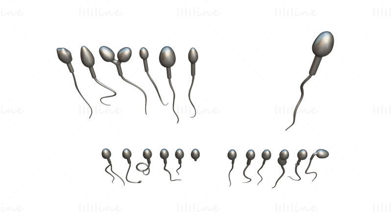 Sperm Morfolojisi 3D Modeli: Normal ve Anormal