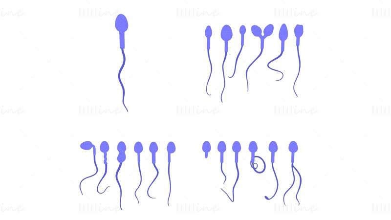 Modelo 3D de morfología del esperma: normal y anormal