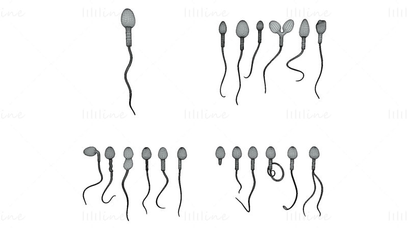 Modello 3D della morfologia dello sperma: normale e anormale