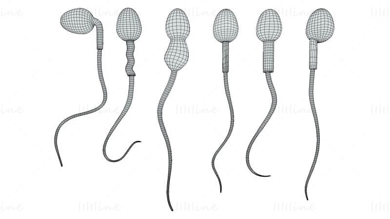 Sperm Morfolojisi 3D Modeli: Normal ve Anormal