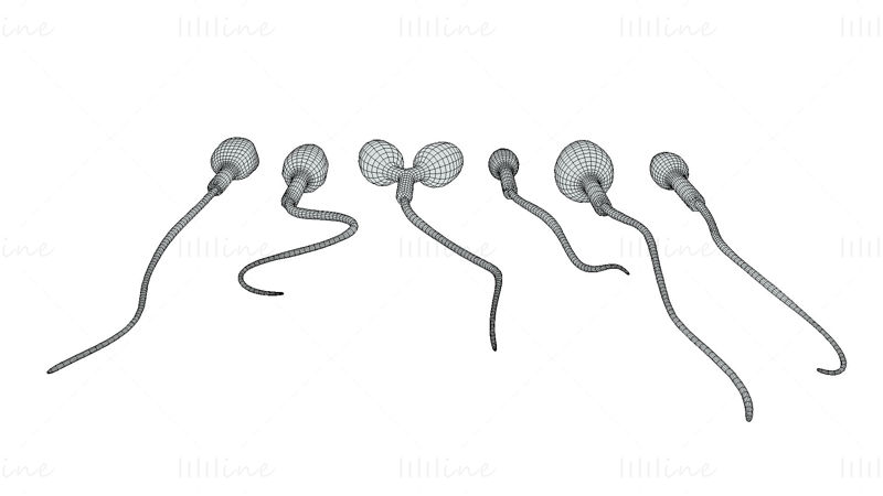 Sperm Morphology 3D Model: Normal and Abnormal