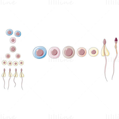 Spermatogenesis vector