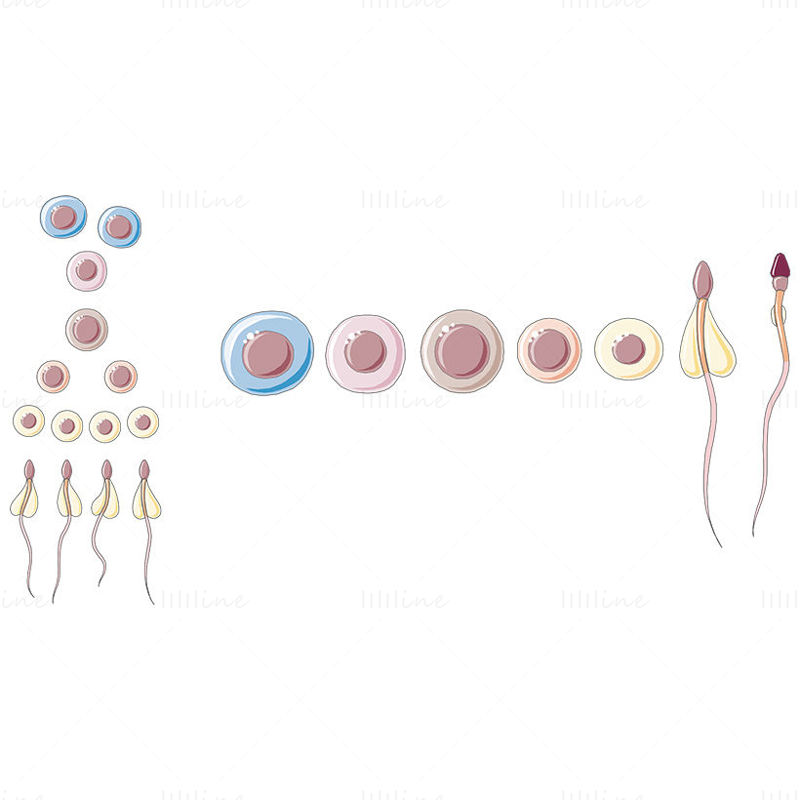 Spermatogenesis vector