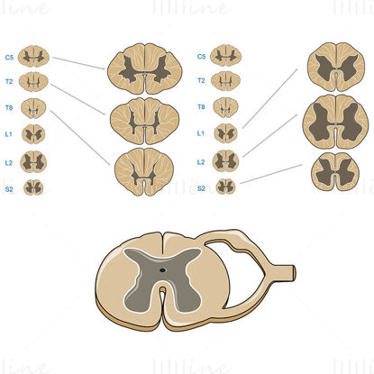 Seções da medula espinhal vector ilustração científica