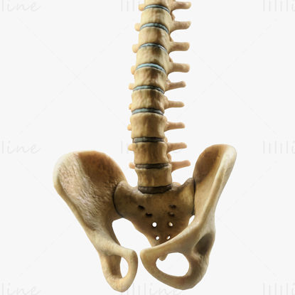 Modello 3D di anatomia della colonna vertebrale