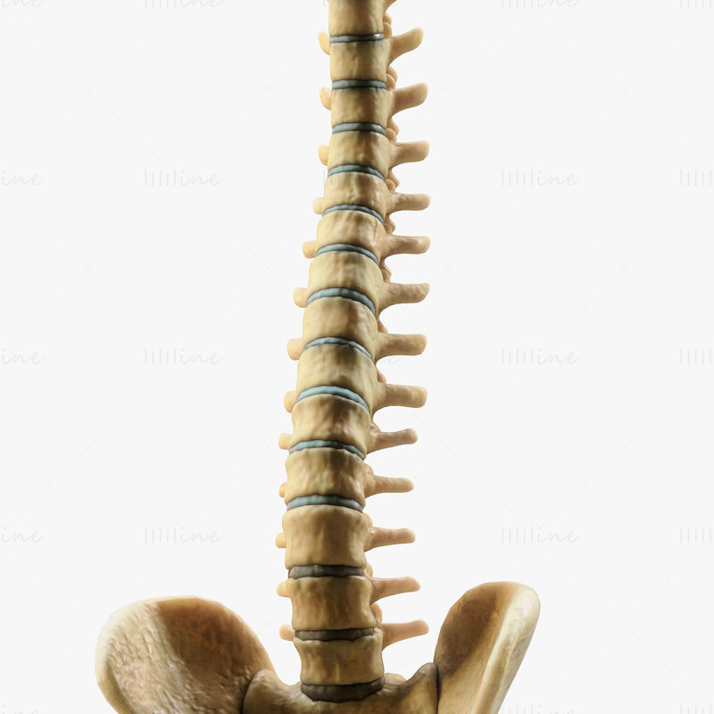 Spine Anatomy 3D Model