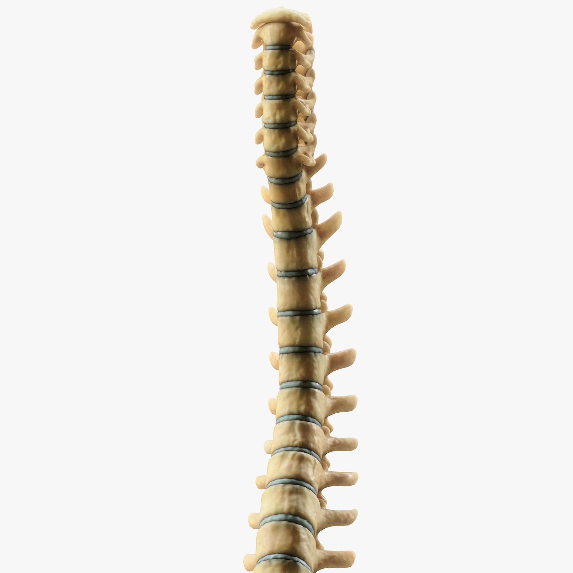 Spine Anatomy 3D Model