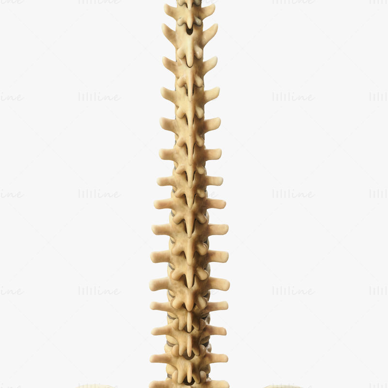 Spine Anatomy 3D Model