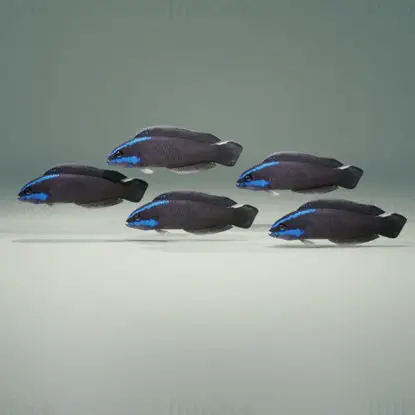 Springeri Dottyback Fish 3D Model