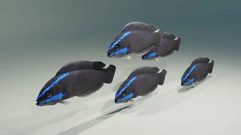 Springeri Dottyback Fish 3D Model