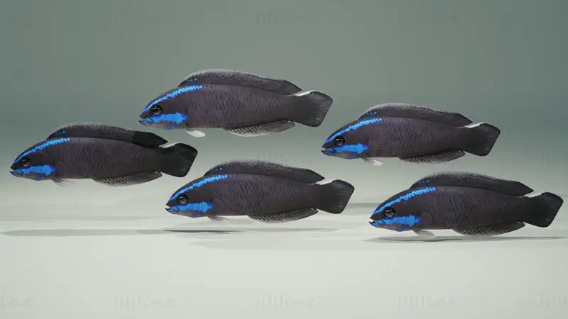 Springeri Dottyback Fish 3D Model