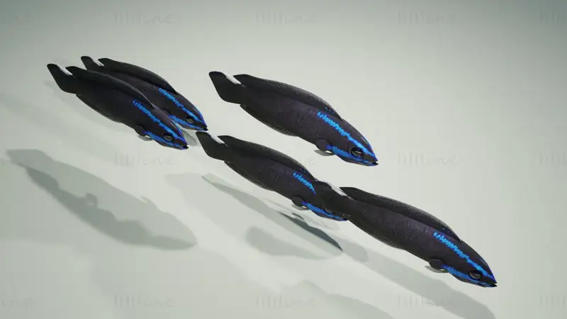 Springeri Dottyback Fish 3D Model