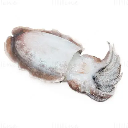 Cuttlefish image white background