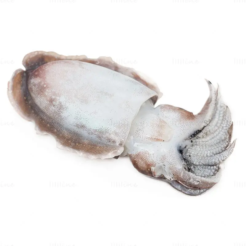 Cuttlefish image white background