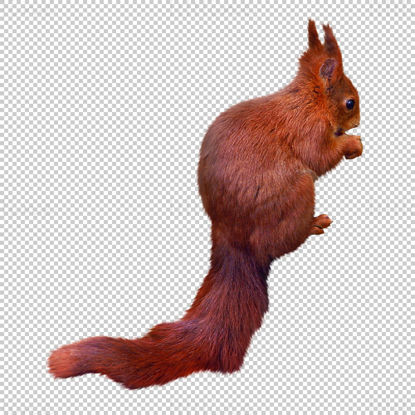 Squirrel png