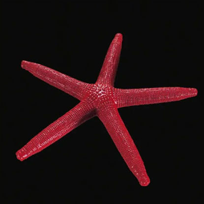 Modelo de impressão 3d estrela do mar