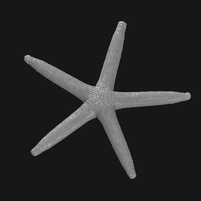 مدل پرینت سه بعدی ستاره دریایی