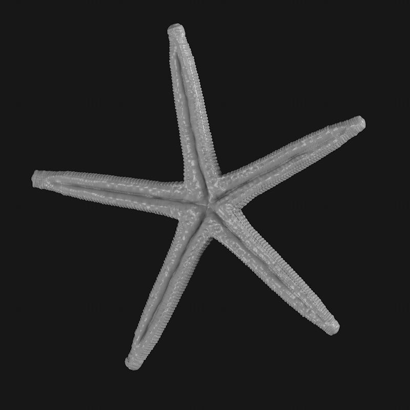 Starfish 3d-utskriftsmodell