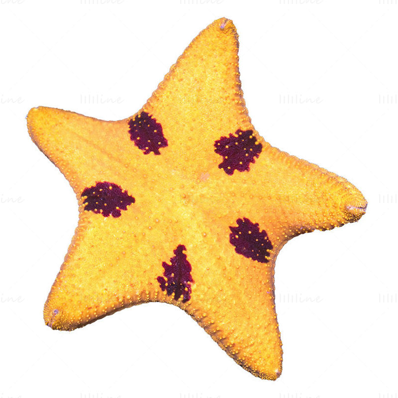 Starfish png