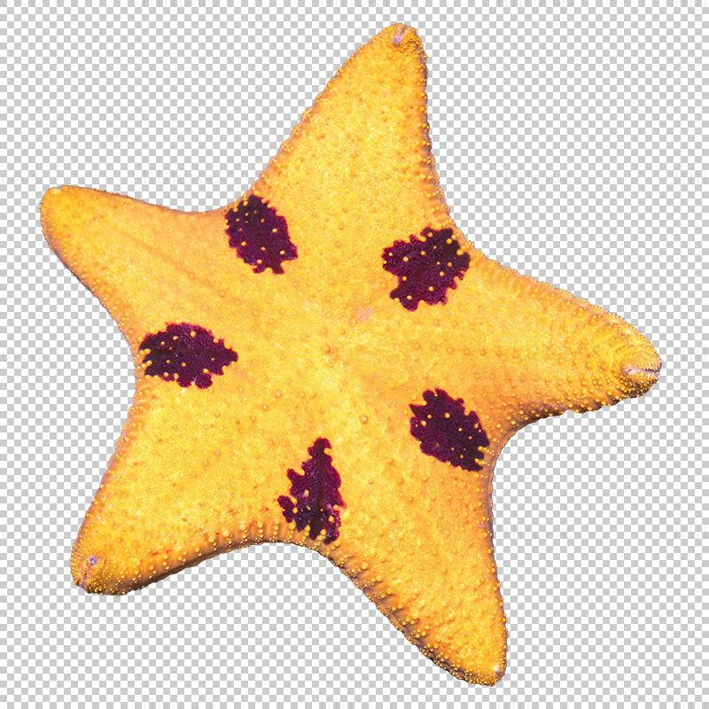 Starfish png