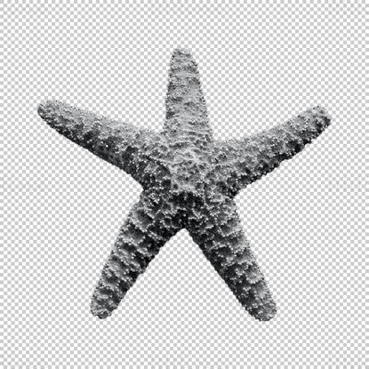 ستاره دریایی png