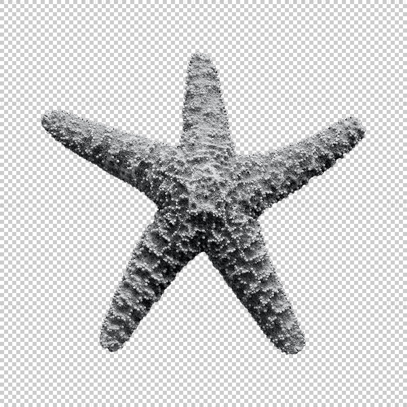 ستاره دریایی png