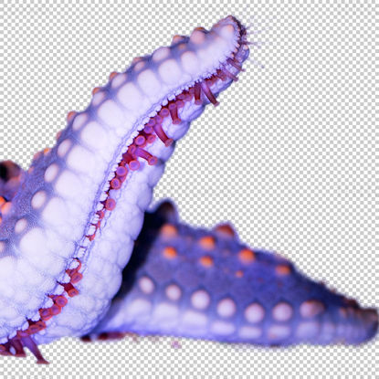Starfish tubular feet png