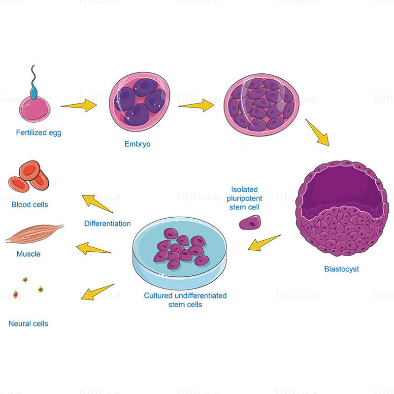 vector de cultivo de células madre