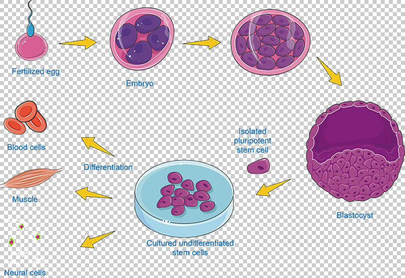幹細胞培養ベクター