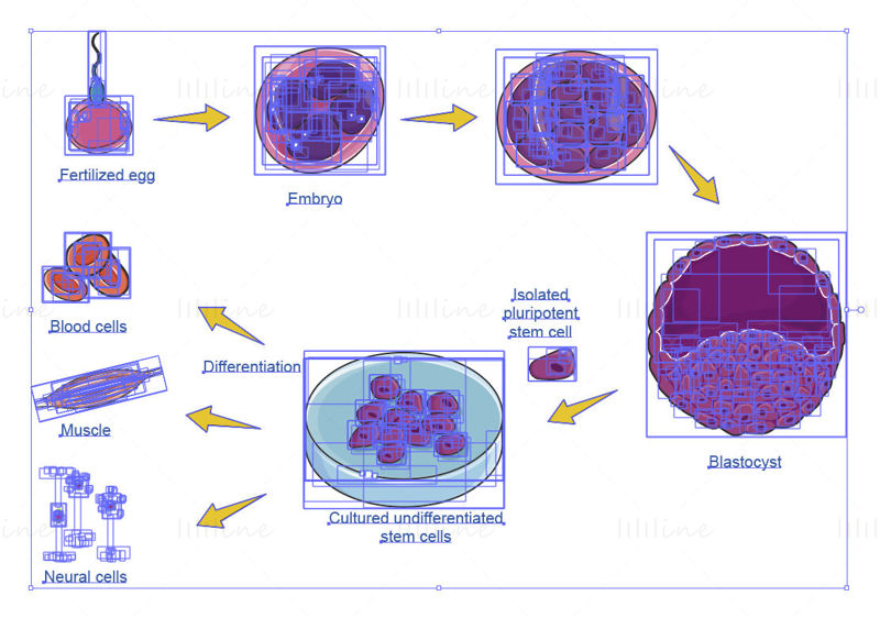 vector de cultivo de células madre