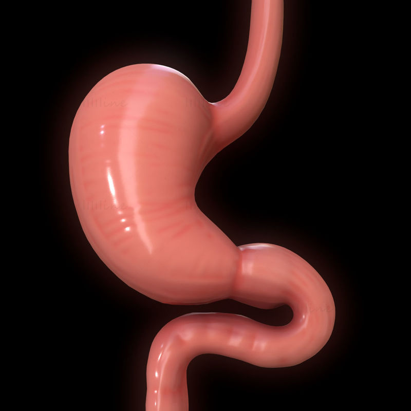 胃 3Dモデル