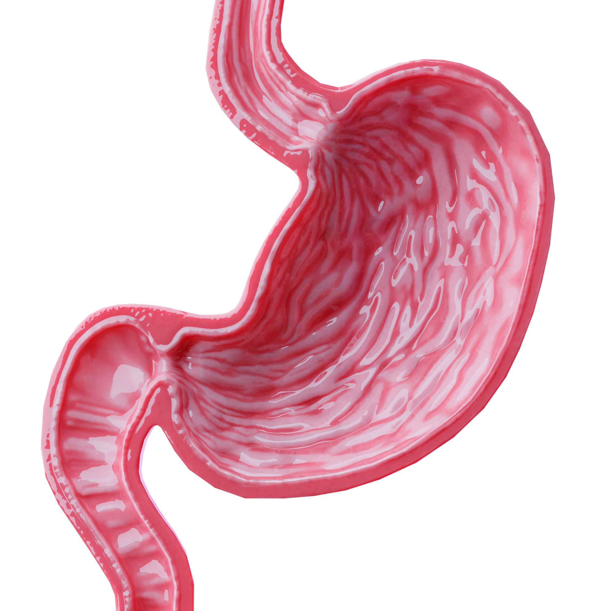 stomach-cross-sectional-anatomy-3d-model